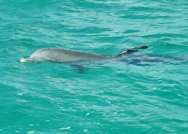 A photograph of wild and free dolphin Jojo, Turks and Caicos Islands, British West Indies