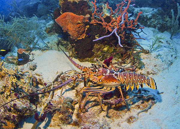 A photograph of a Caribbean spine lobster in the Turks and Caicos Islands.