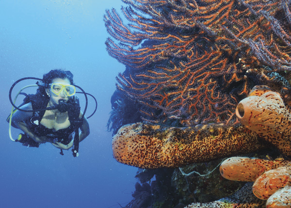 A photograph of diving the wall, West Caicos Turks and Caicos Islands.
