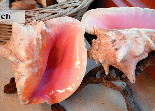 A photograph of Conch shell souvenirs of the Turks and Caicos Islands, British West Indies