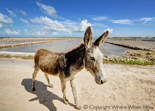 A photograph of donkeys roaming Balfour Town, Salt Cay, Turks and Caicos Islands, British West Indies