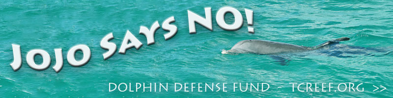 jojo says no dolphinariums in turks and caicos islands