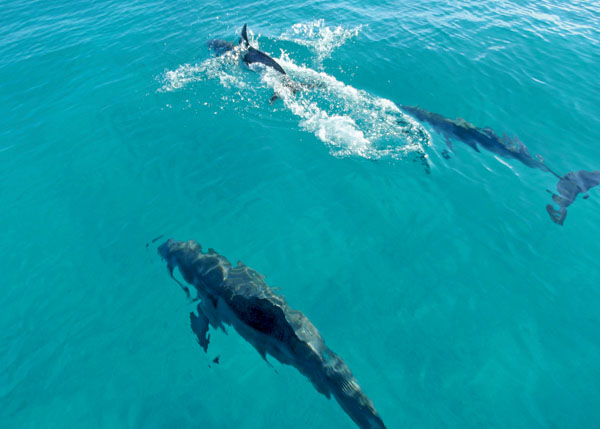 A photograph of wild and free dolphins, Turks and Caicos Islands, British West Indies