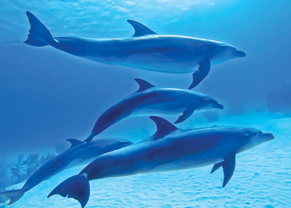A photograph of wild and free dolphins, Turks and Caicos Islands, British West Indies