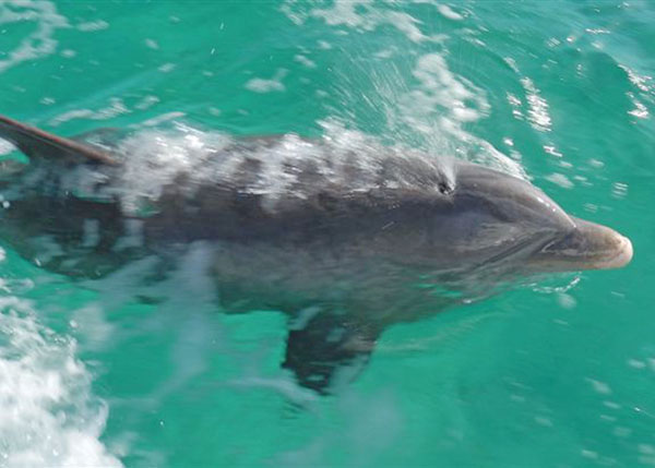 A photograph of wild and free dolphin Jojo, Turks and Caicos Islands, British West Indies