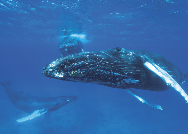 A photograph of Whale Watching in the Turks and Caicos Islands.