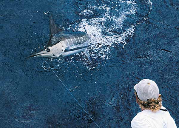 A photograph of a Blue Marlin which are caught in record numbers during the summer season around Providenciales (Provo), Turks and Caicos Islands