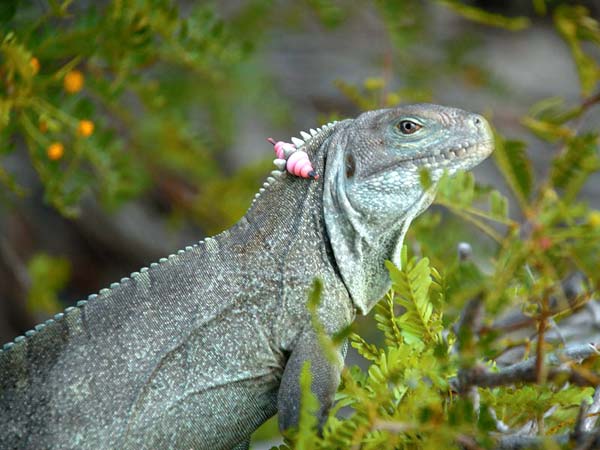 A photograph of an endangered Rock Iguana, Little Water Cay, Turks and Caicos Islands.